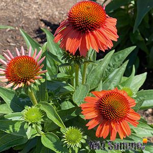 Afbeelding van VP Echinacea P19 Sensation Meditation Orange